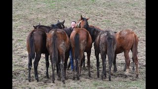 Yearlings 4 1 20 1080p
