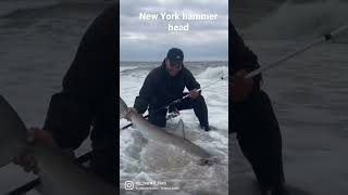 HAMMER HEAD SHARK CAUGHT in New York water !