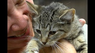 PAWS Humane shelters animals displaced by Hurricane Florence. Now they need your help.