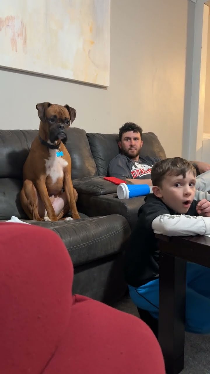 Boxer Dog Confused by Boy's Actions || ViralHog