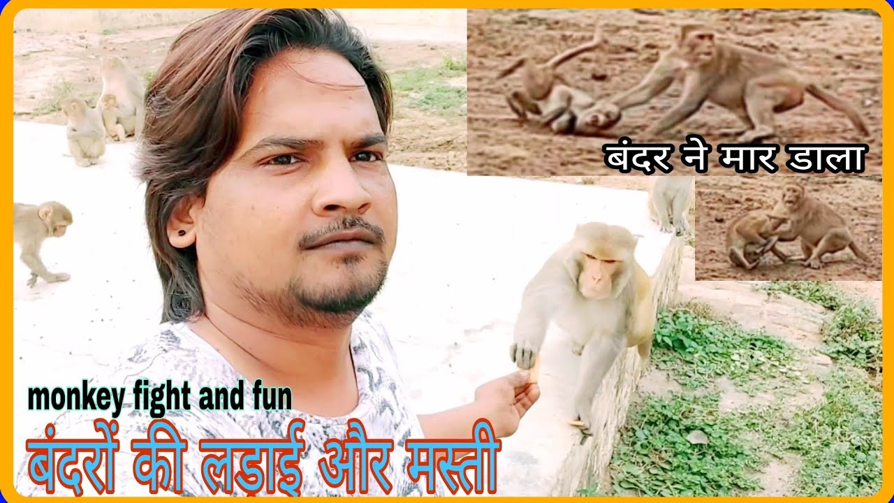 The big monkey killed the little monkey बड़े बंदर ने छोटे बंदर को मारा