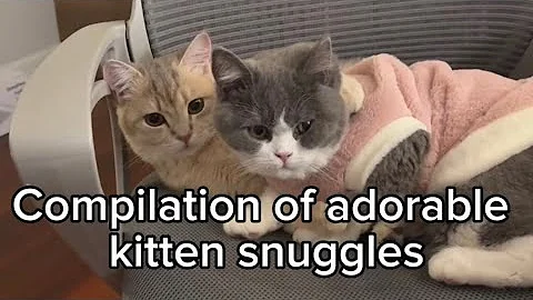 Watch the video about Compilation of adorable kitten snuggles 🥰