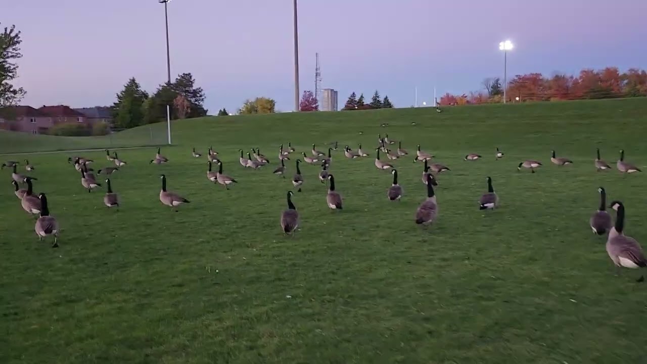 Canada Geese Take Over a Baseball Field — Fall 2025 20251020 183941
