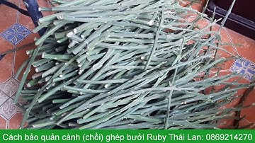Cách bảo quản và cung cấp cành, chồi bưởi Ruby Thái: 0869214270