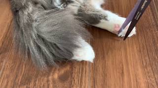 肉球の毛をカットさせない猫 ノルウェージャンフォレストキャット Cat that does not let coat of paws cut