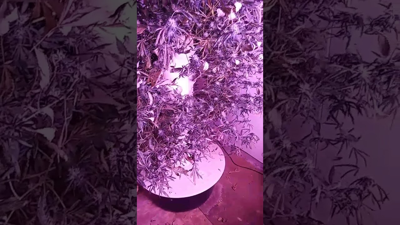 Aeroponic Tower Garden Cannabis Grow 2017 pt5