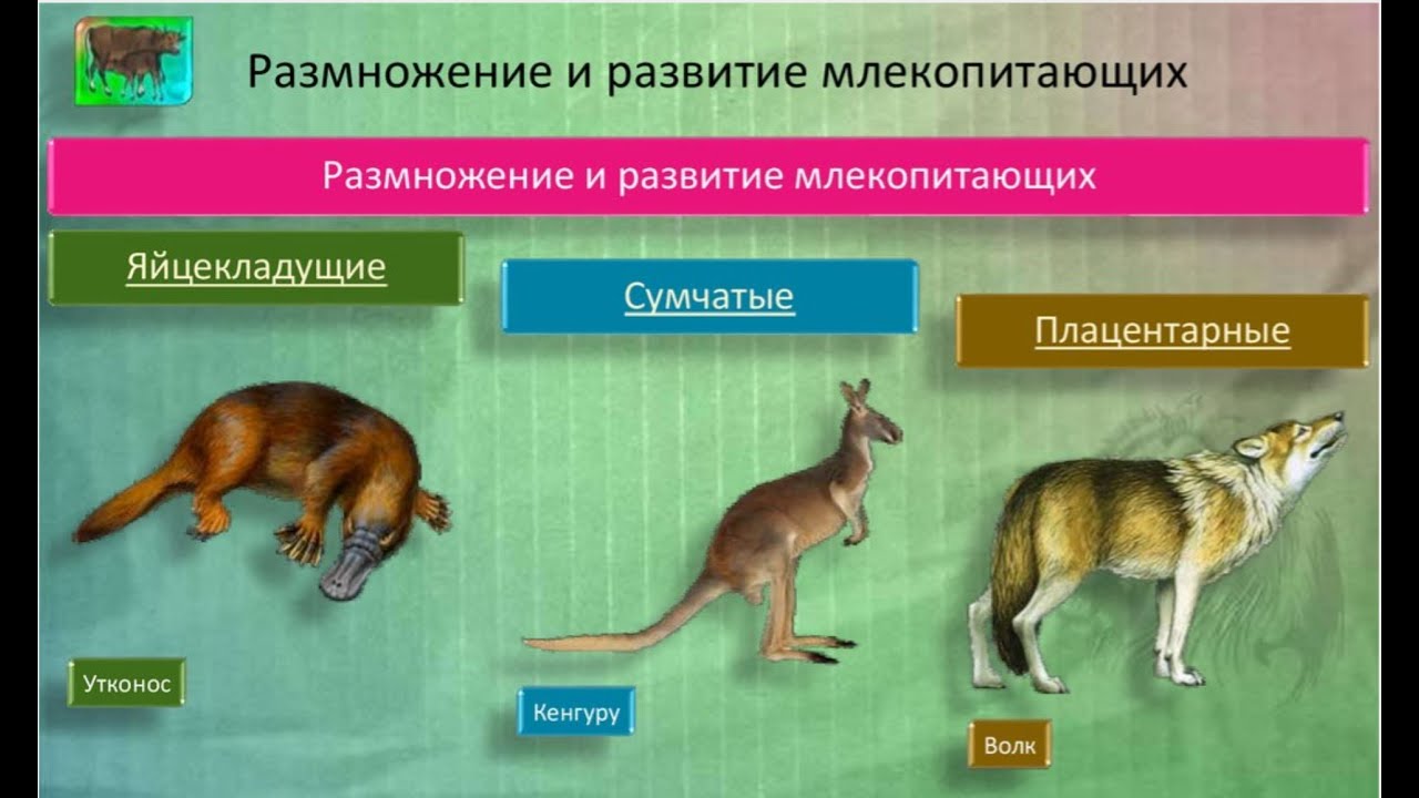 Представители высших млекопитающих. Яйцекладущие сумчатые и плацентарные. Эволюция сумчатых млекопитающих. Размножение млекопитающих. Класс млекопитающие размножение.