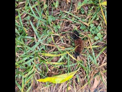 يرقة الدب الصوفي