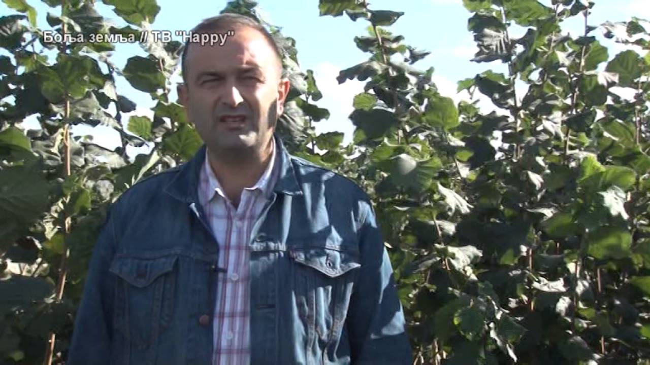 Sadnice kalemljenih lesnika i kruske koja se nikada ne prska !
