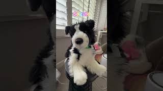 Customize Koda w me! #essa #costomize #douglas 