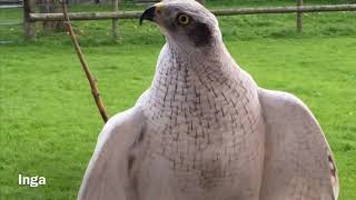 Nordic Goshawks Breeding Project