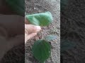 pé de  pimenta do Reino!