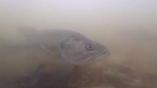 Bass ON A BED! DEFENDING from HUNGRY BLUEGILL!!! UNDERWATER FOOTAGE!!!