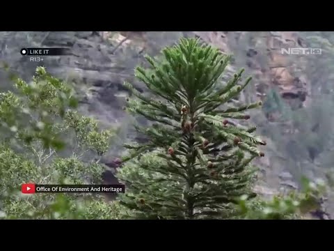 Video: Pohon paling tidak biasa di dunia