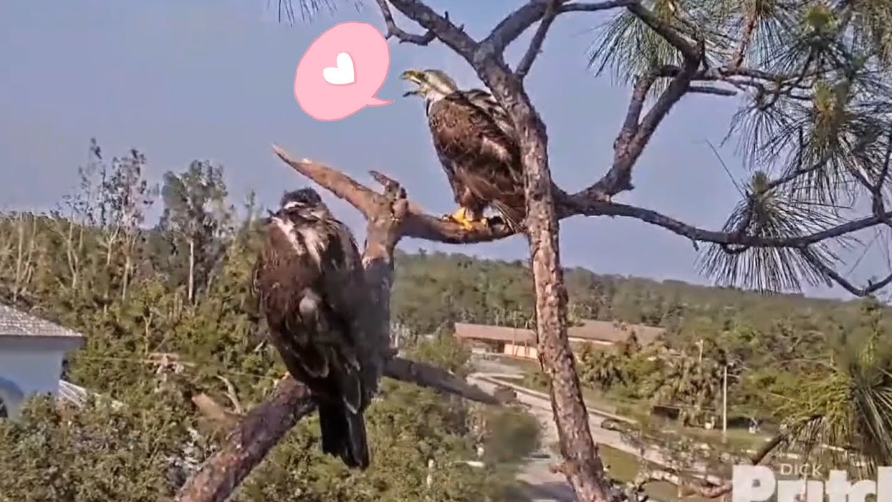 part23   5月2日から3日 E22飛行シーンと父M15とE22別れの予感【SWFL Eagles】シングルファザー女難の日々 〜Southwest Florida Eagle Cam 鷲〜