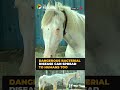 Horse dies in Chennai after being diagnosed with Glanders infection | #shorts