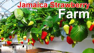 How We Grow Strawberries in Jamaica – Full Tour of Our Tropical Strawberry Farm