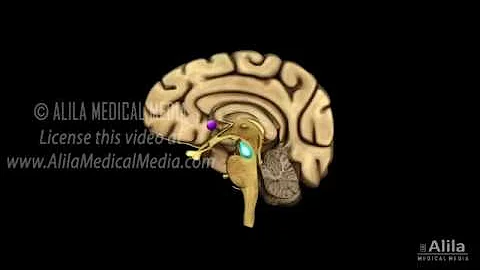 Neuroscience Basics  Dopamine Reward Pathway, Animation