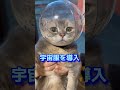 今まで試した猫の爪切り方法をすべて紹介します
