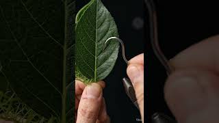 leaf 🍀 #usa #instagram  #like #yt #movie #reels #leaf
