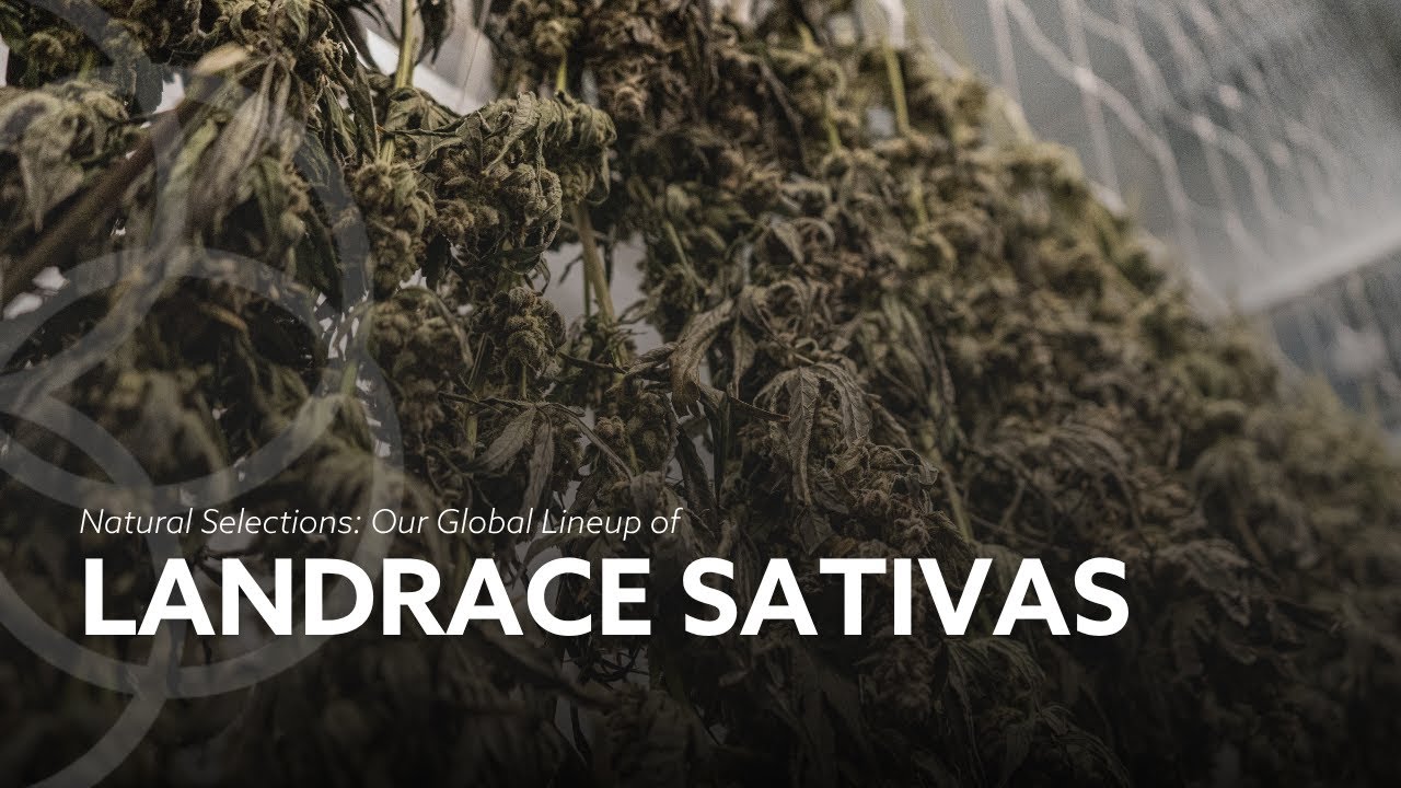 Back to the Roots: Our Global Lineup of Landrace Sativas