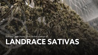 Back to the Roots: Our Global Lineup of Landrace Sativas