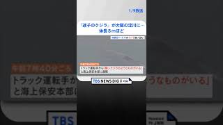 『迷子のクジラ』が大阪の淀川に…体長８ｍほど　大阪海上保安監部の小型艇が監視中  | TBS NEWS DIG #shorts