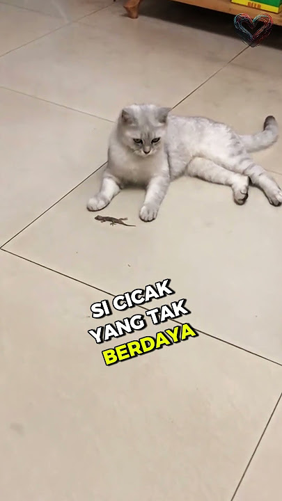 Kucing Lucu ini Senang Kegirangan Abis Menangkap Cicak!🙀💔