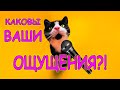 КАКОВЫ ВАШИ ОЩУЩЕНИЯ?! (03.20) Веселая Анюта (Бровченко).