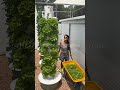 ‎Aprende a cultivar tus alimentos desde casa🥦🥬#hidroponía