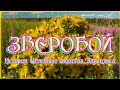 ЗВЕРОБОЙ. История. Целебные свойства. Заготовка.