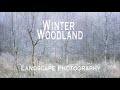 Winter Woodland Photography
