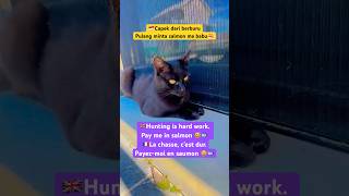 Kucing Lucu #cat #kucing #cutecat #cats