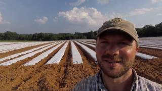 Laying WHITE Plastic Mulch?!
