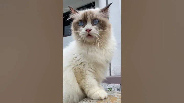 Video 11038281: cats catlovers meowing, cat cute beautiful meow, cats catlover gatos