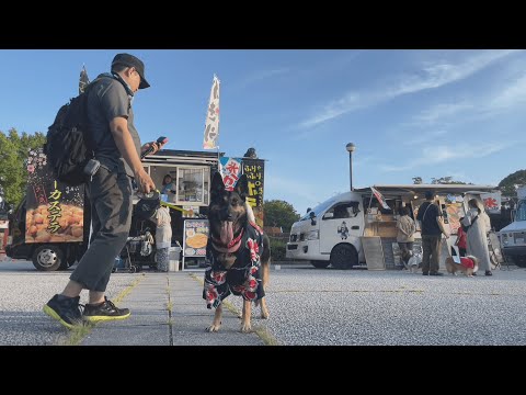 真夏のナイトカーニバルで、愛犬も飼い主も食べすぎました・・・ｗ【ジャーマンシェパード】