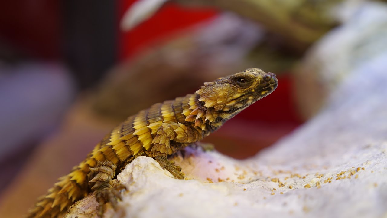 秋葉原本店注目生体紹介〜Other's編〜