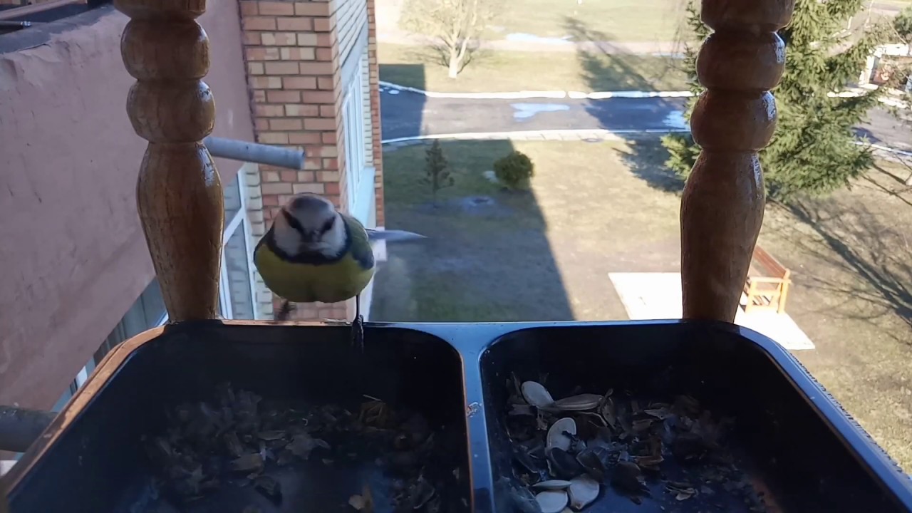 Лазоревка обыкновенная и большие синицы / Blue Tit and Great Tits