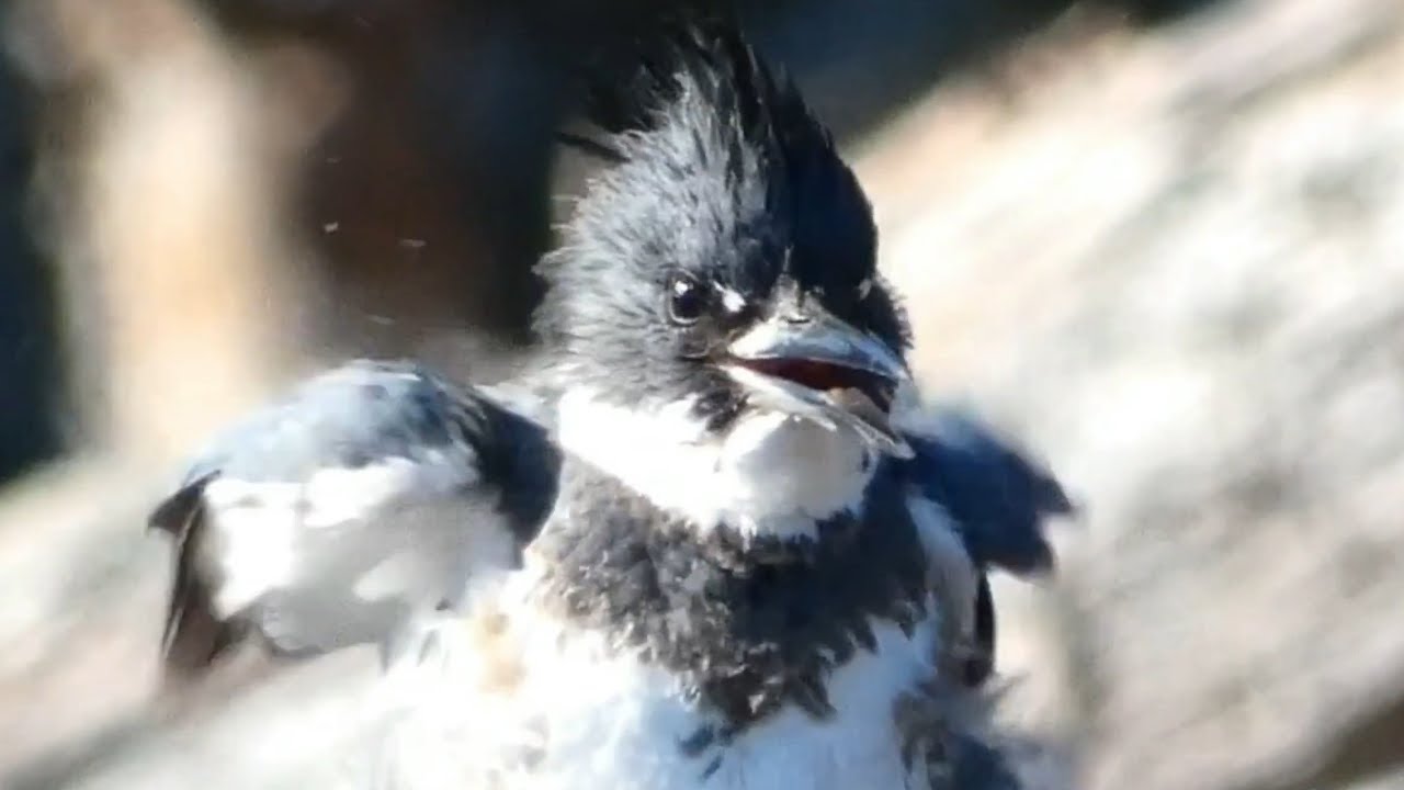 Belted Kingfisher - Sound, Call, Song, Voice, And Other Noises Made By The  Bird 