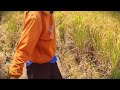Grit and Grain: Manual Rice Harvesting in the Field #RuralAgriculture #TraditionalFarming