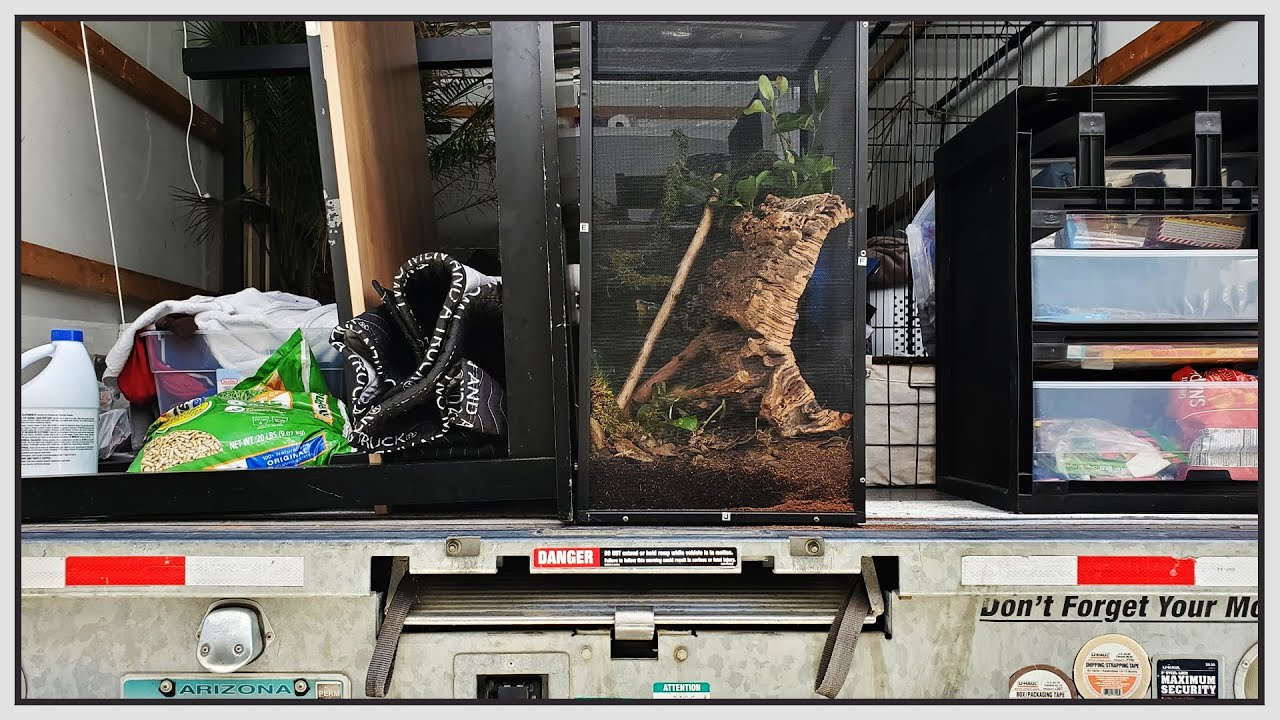 Forced to move out for keeping pet reptiles