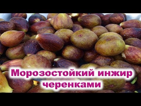 Инжир морозостойкий размножаю черенками осенью. Смотрите: легко быстрое укоренение инжира в горшках