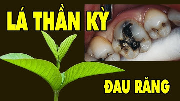 ĐAU RĂNG THỬ LẤY LÁ ỔI LÀM THẾ NÀY BÁC ƠI