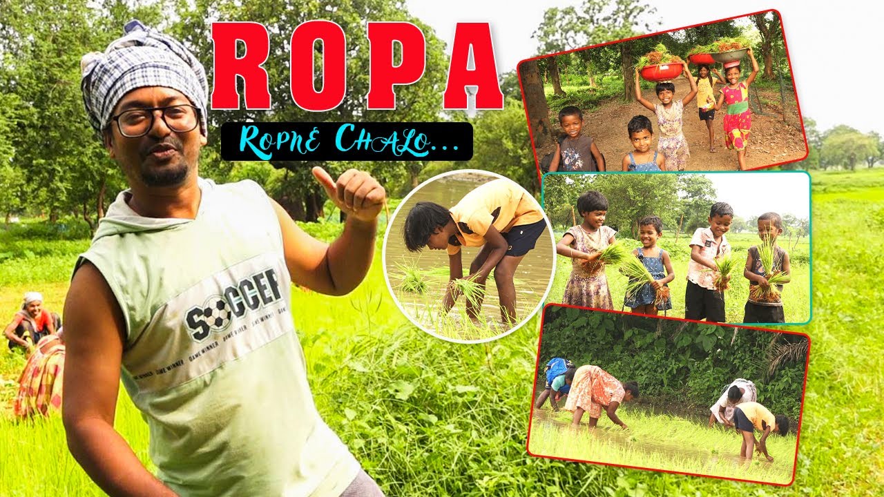 अIओ हम रोपा रोपने चलें... II Best Paddy Transplanter II How to do Rice Farming...