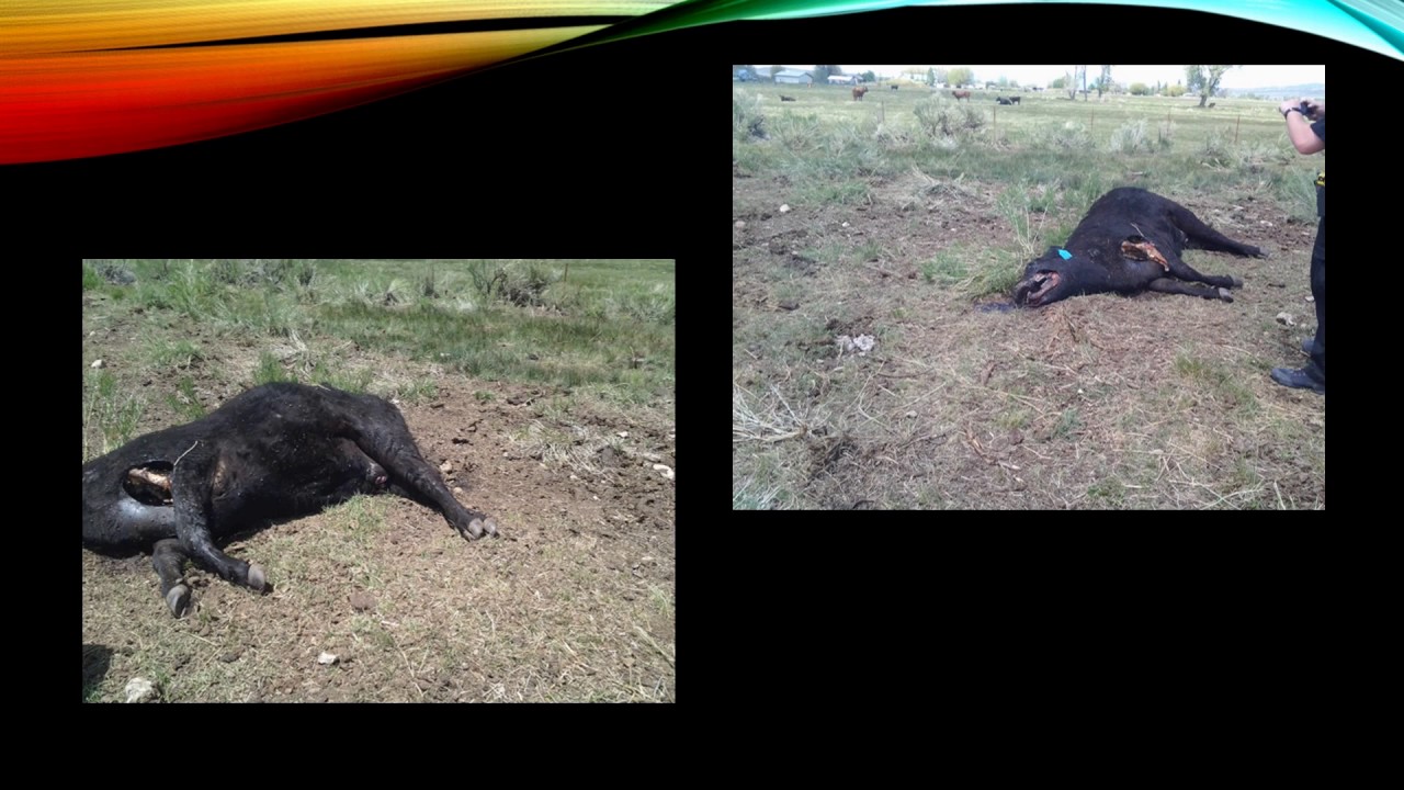 linda moulton howe husband Linda Moulton Howe Interview - Two Cows Bloodlessly Mutilated