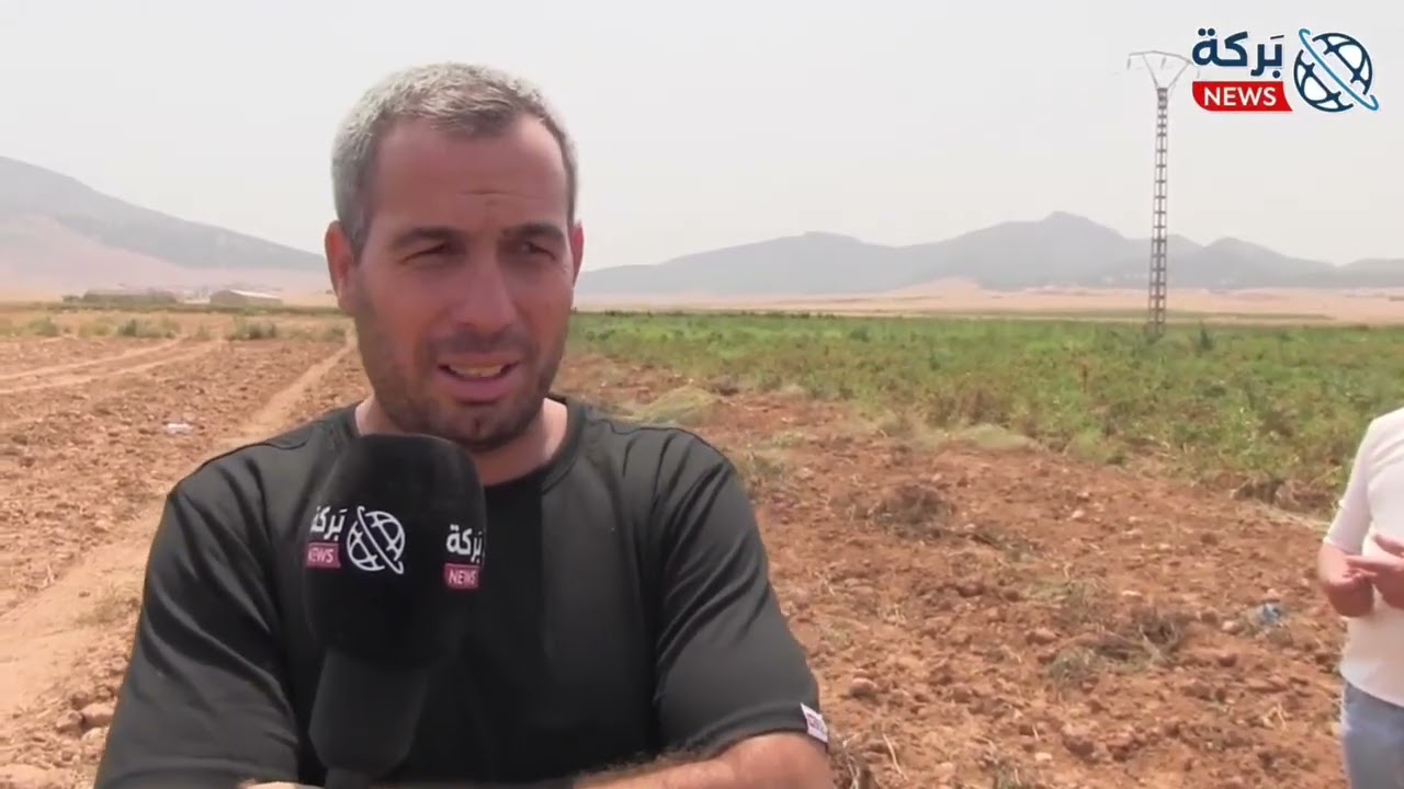 #باتنة : منتوج البطاطا الموسمية بعين جاسر ..