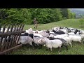 Вівці на Руснаку