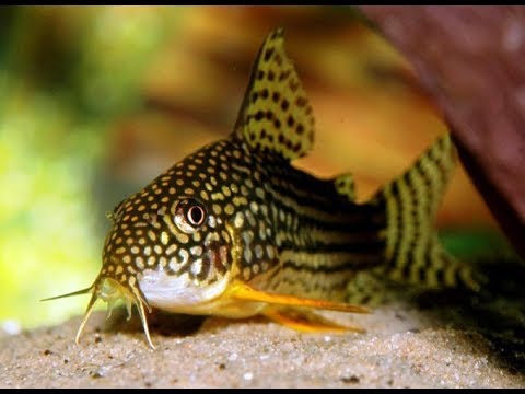 Cistac (Corydoras)