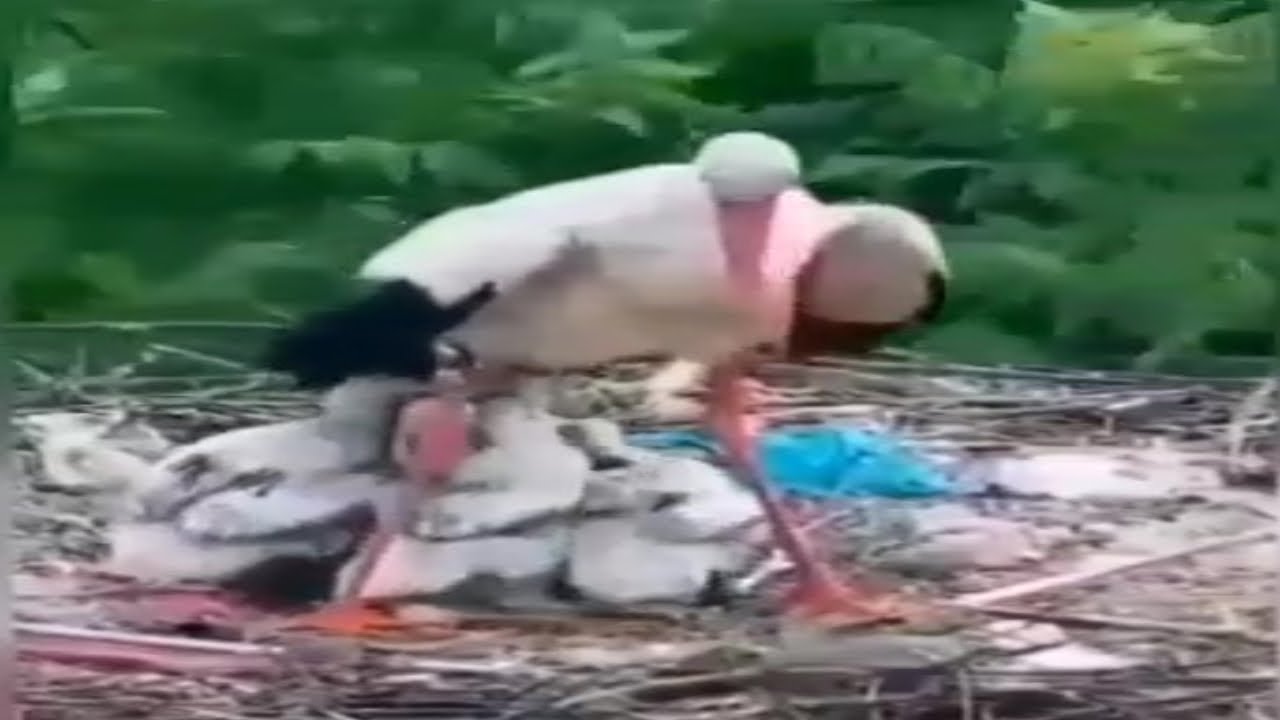 Not photoshop but motherhood a colorful wading bird while protecting her children from torrential ra