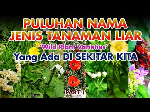 Video: Di mana yarrow tumbuh? Jenis, deskripsi, dan foto tanaman